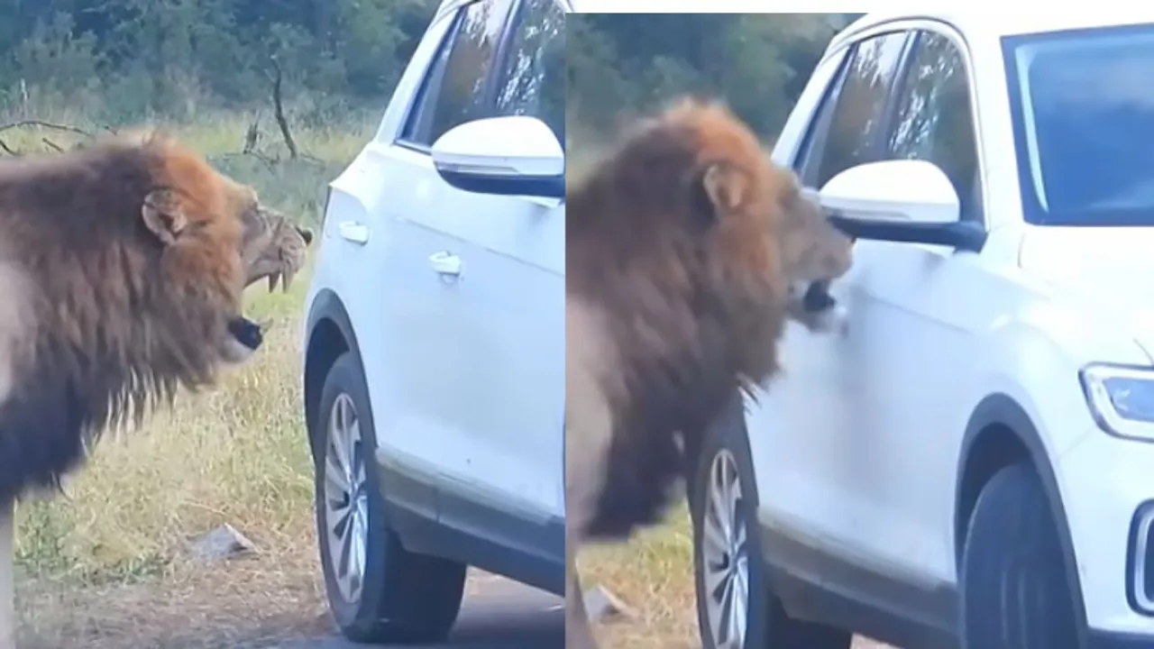 viral lion attack video