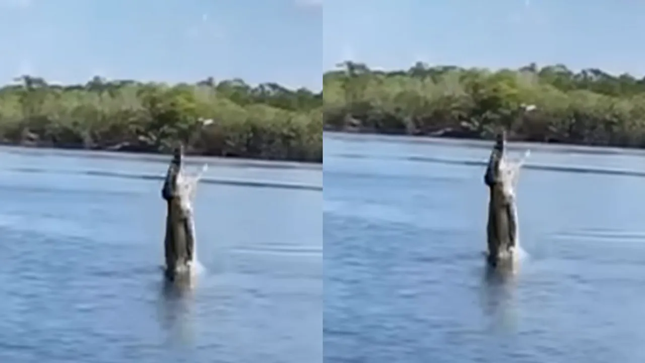 viral wildlife video on social media (2)
