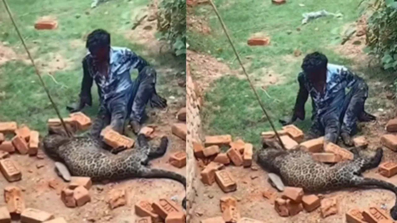 viral leopard attack