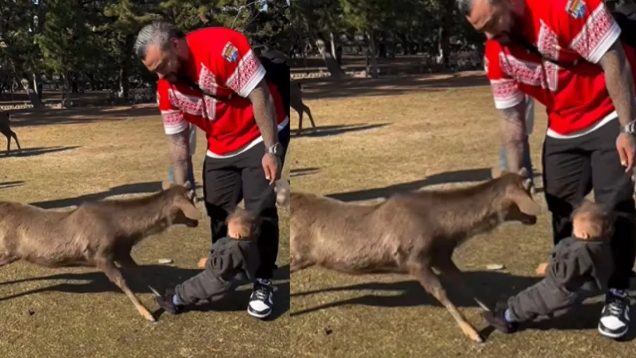 Viral video deer