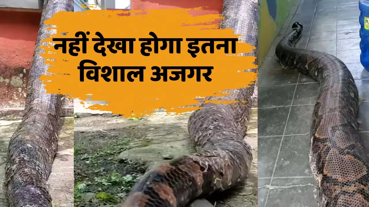 Huge Python Found in Village Video Viral