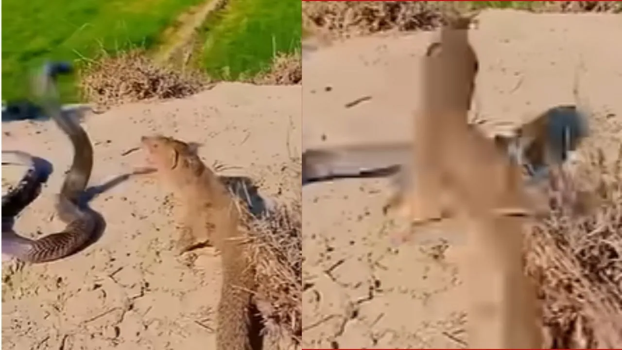 King Cobra vs Monsoos Fight Video Viral