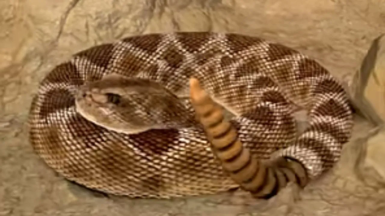 Snake can Attack by Tail
