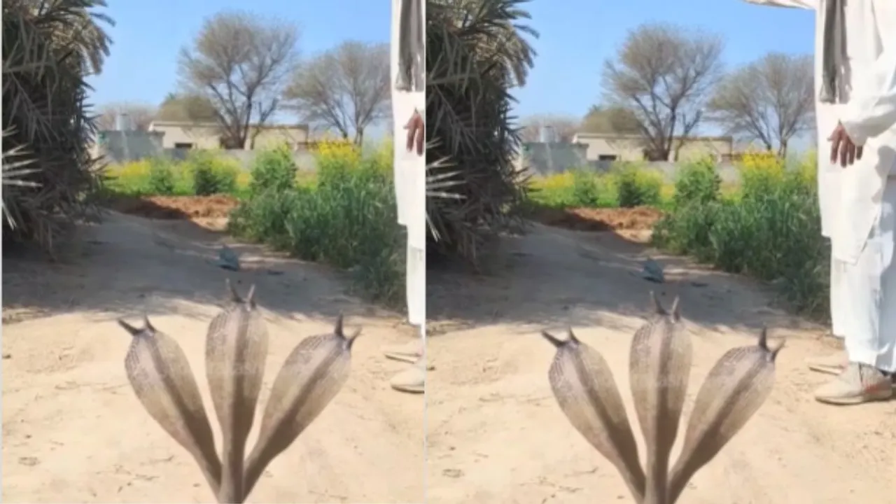 vial three head cobra video
