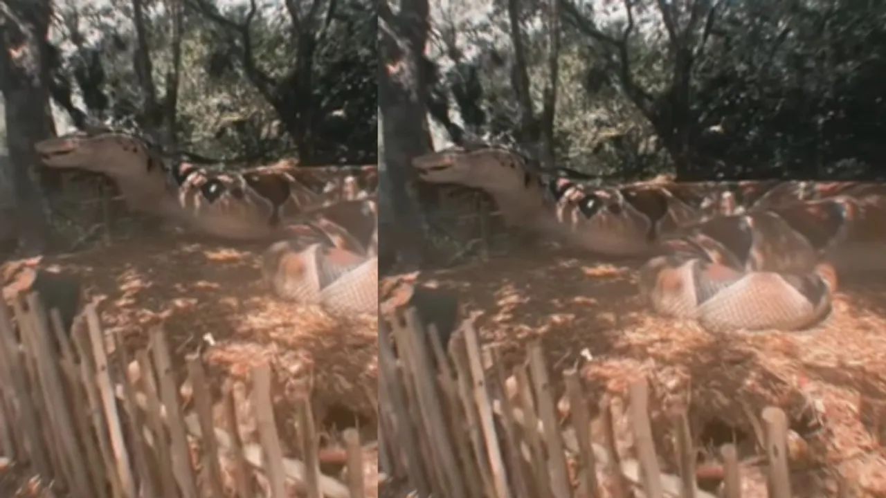 viral big snake video