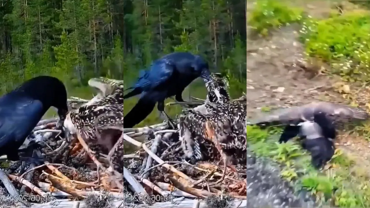 Crow and Eagle Fight