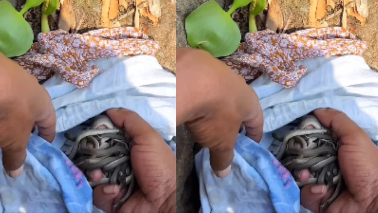 baby snake viral