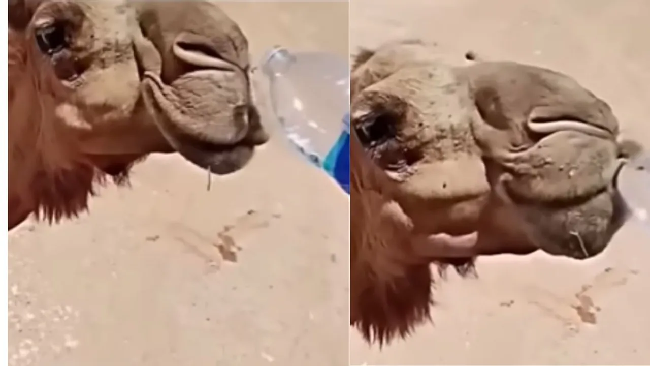 Gave water to a thirsty camel