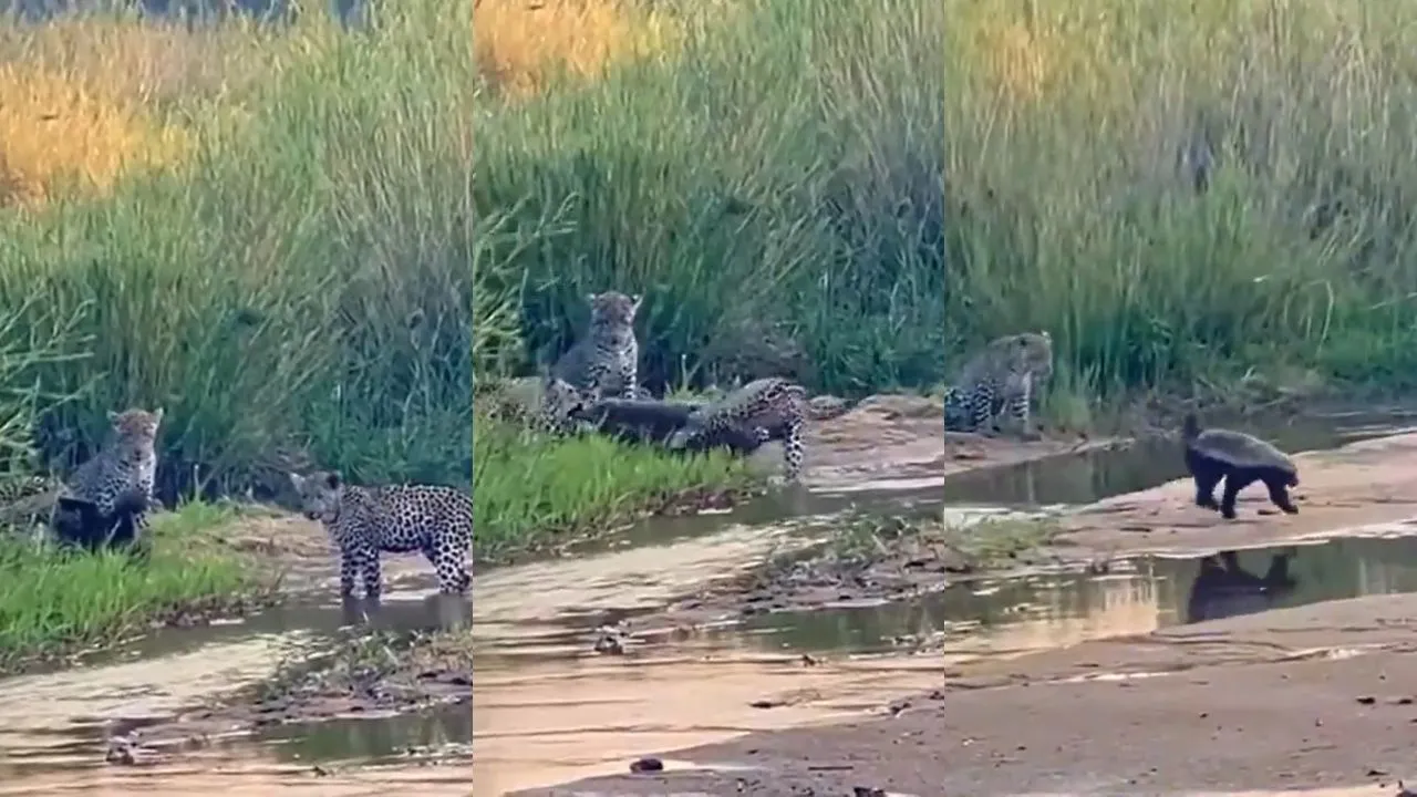 Honey badger and Leopards fight