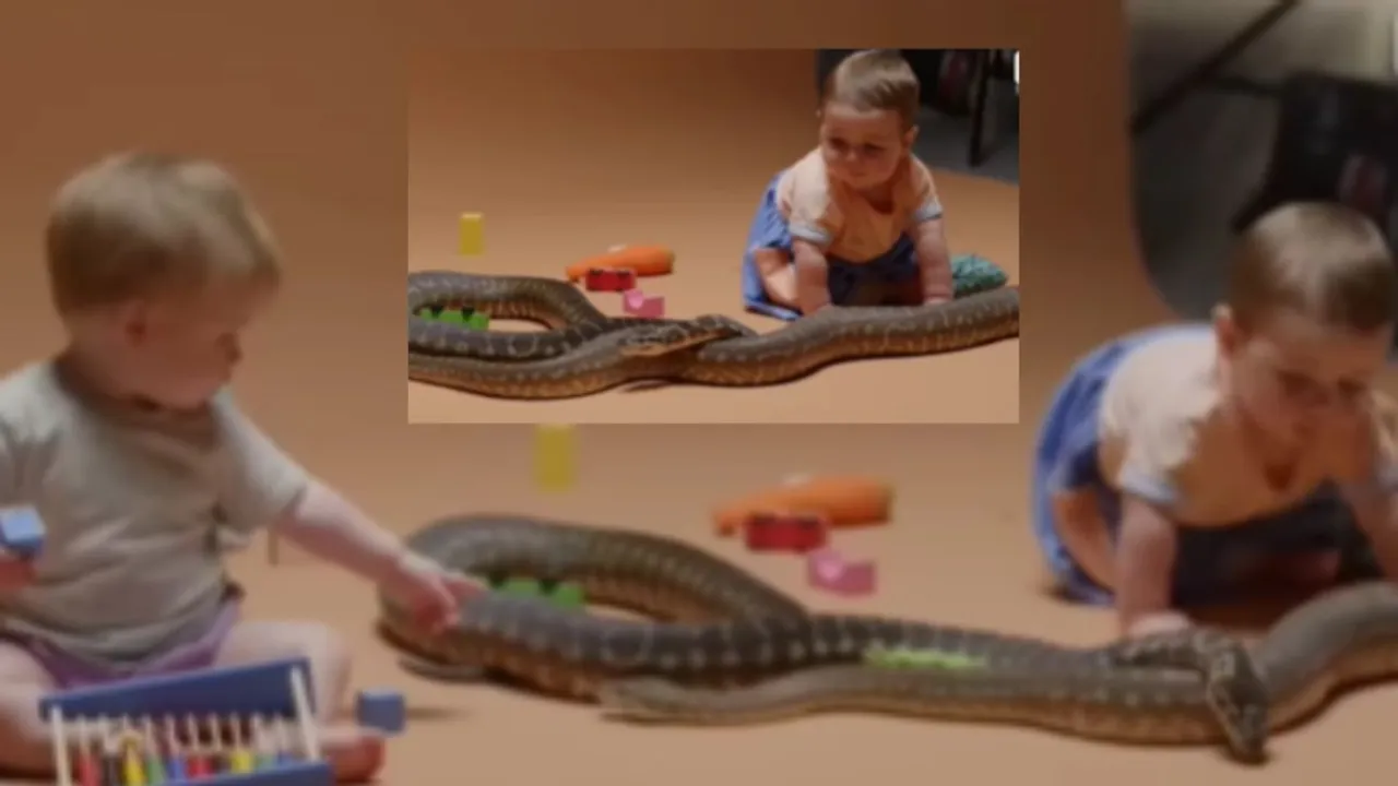 viral kid with snake video