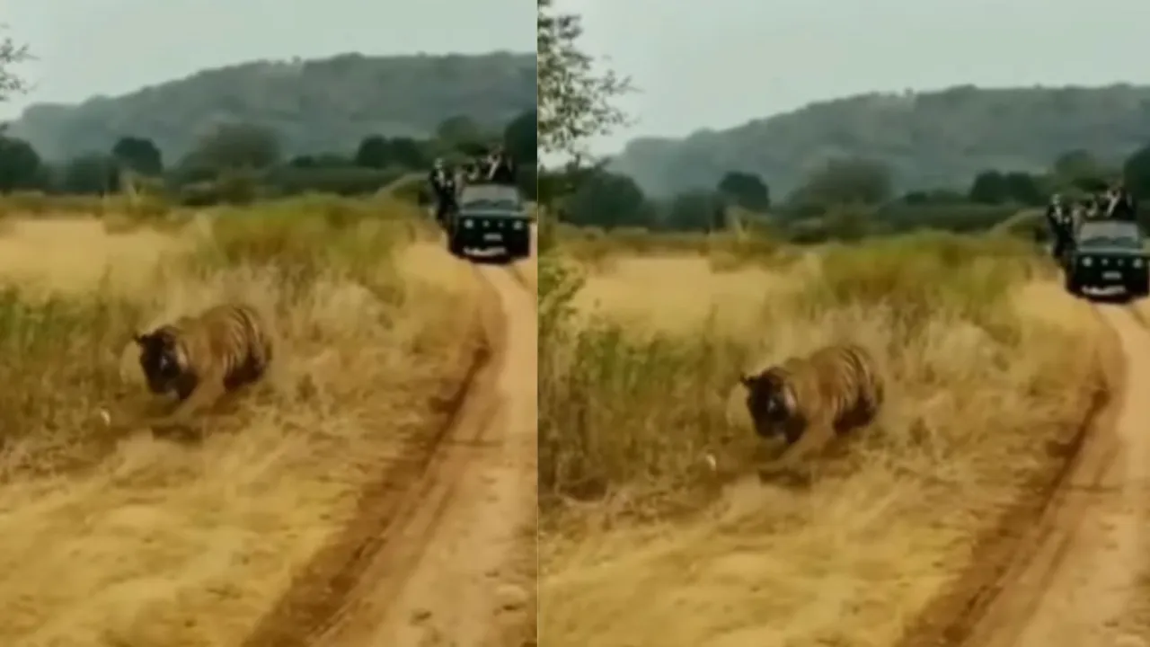 viral king cobra and tiger