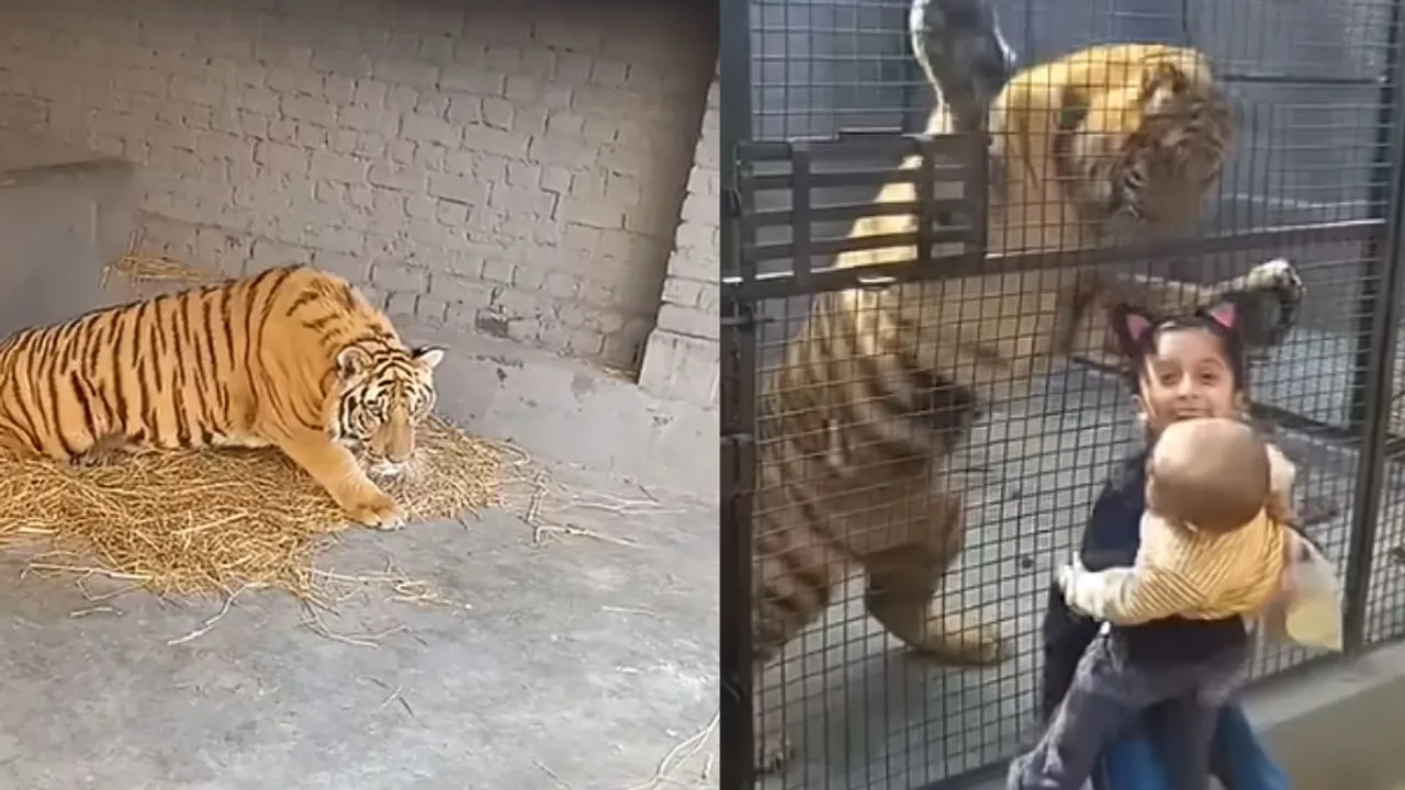 viral tiger attack video (viral tiger attack video news1)