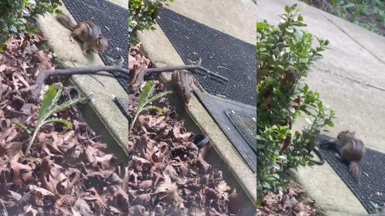 Squirrel-Snake Fight