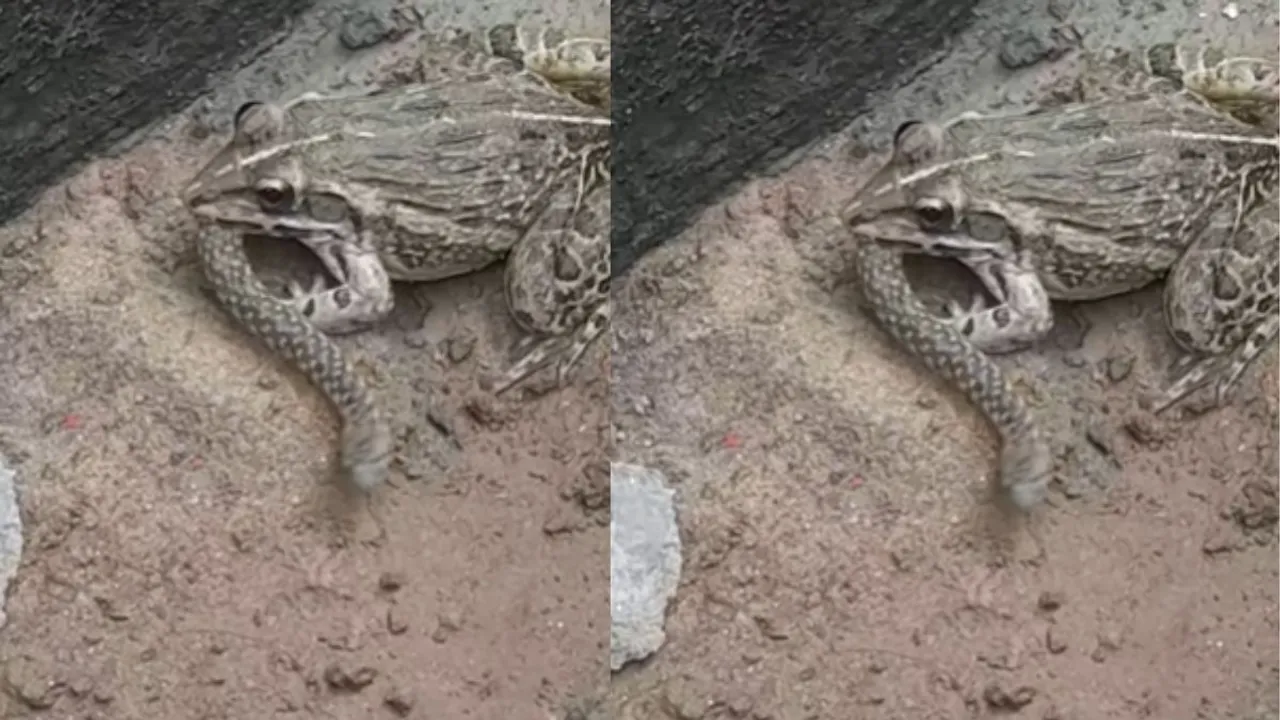 viral frog videos