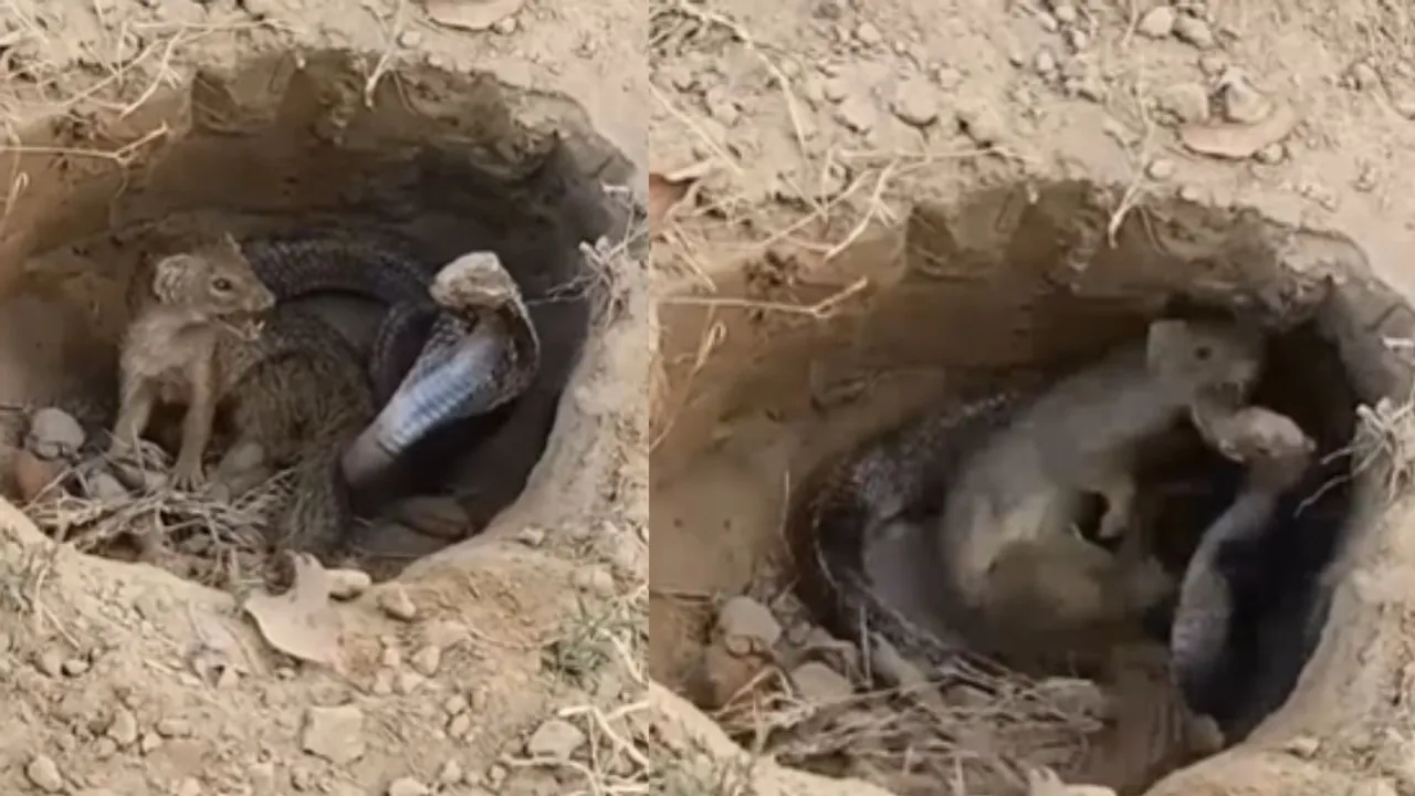 Viral snakes video