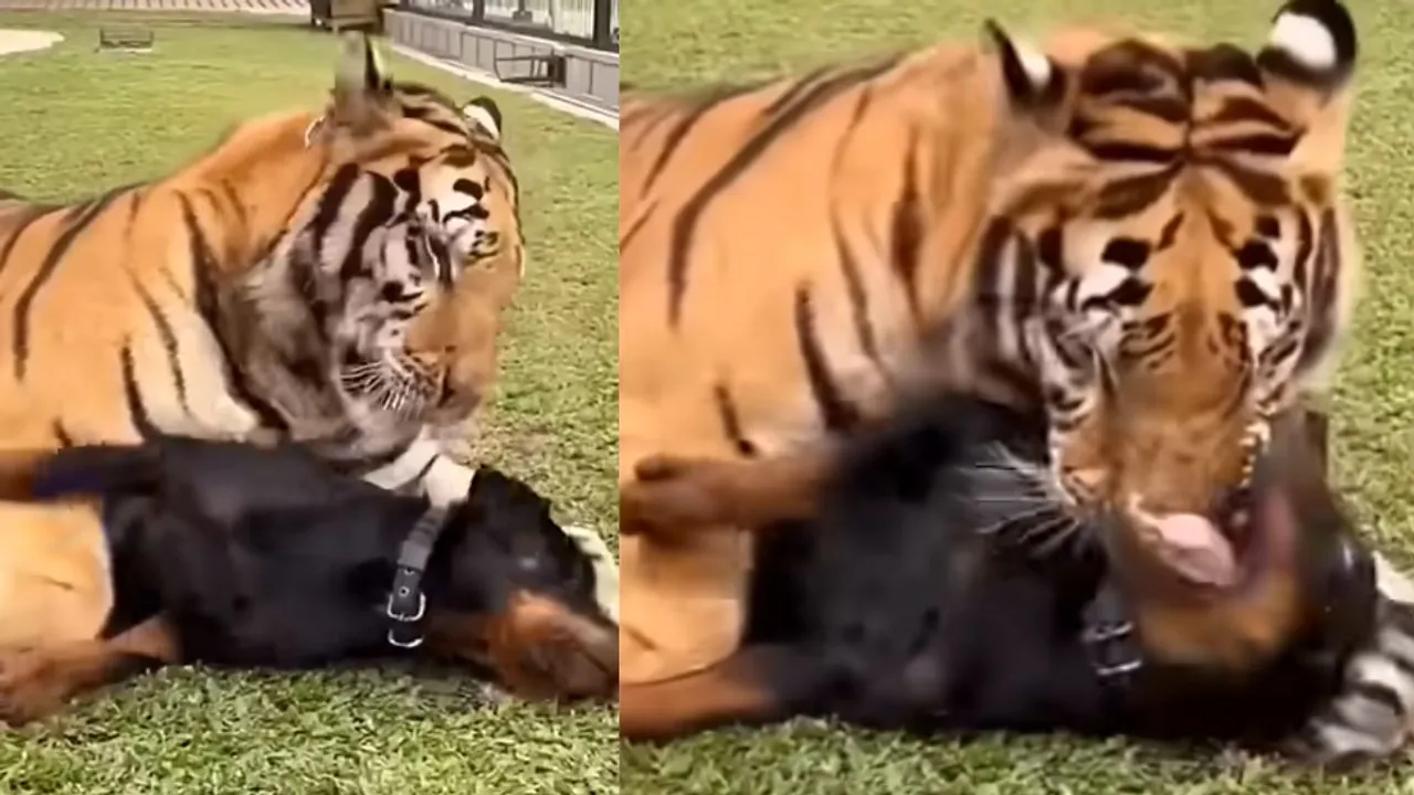 viral tiger dog video