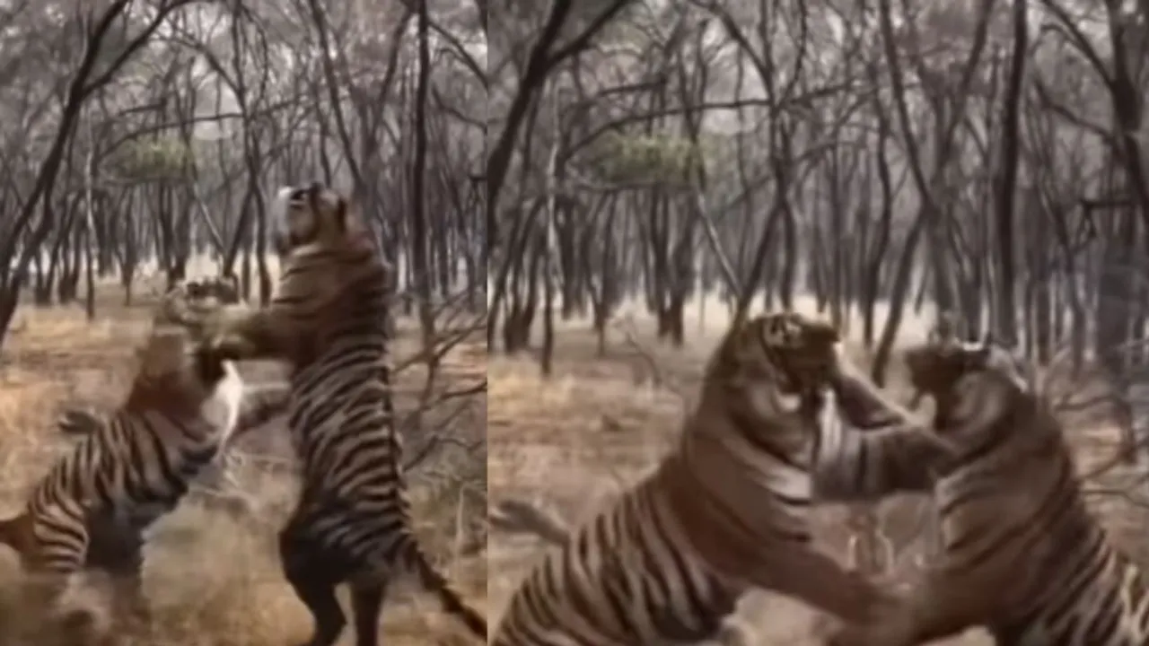 viral tiger fights video