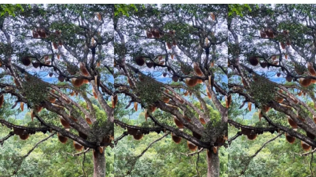 Viral tree bee video