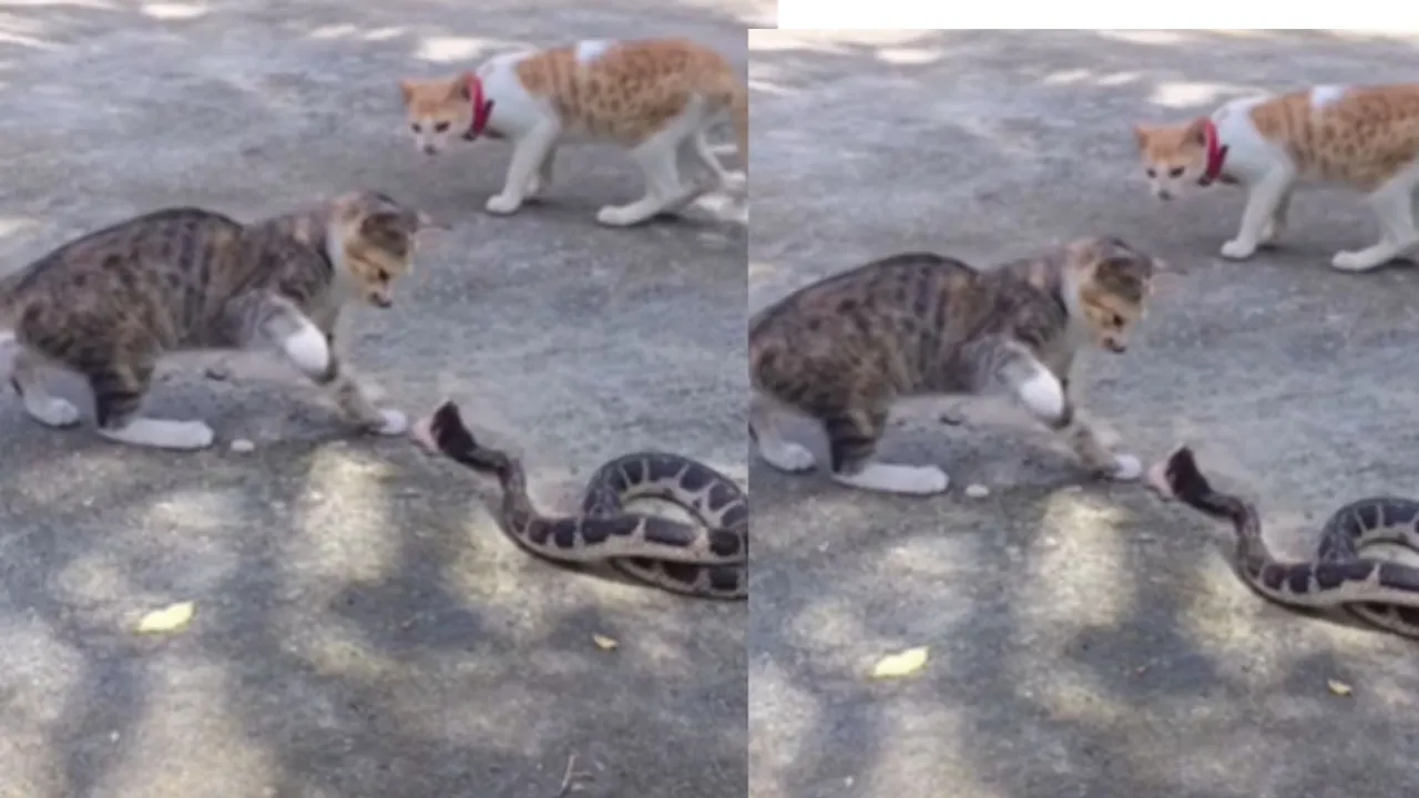 viral video snakes python