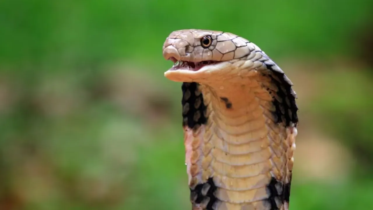 cobra bite