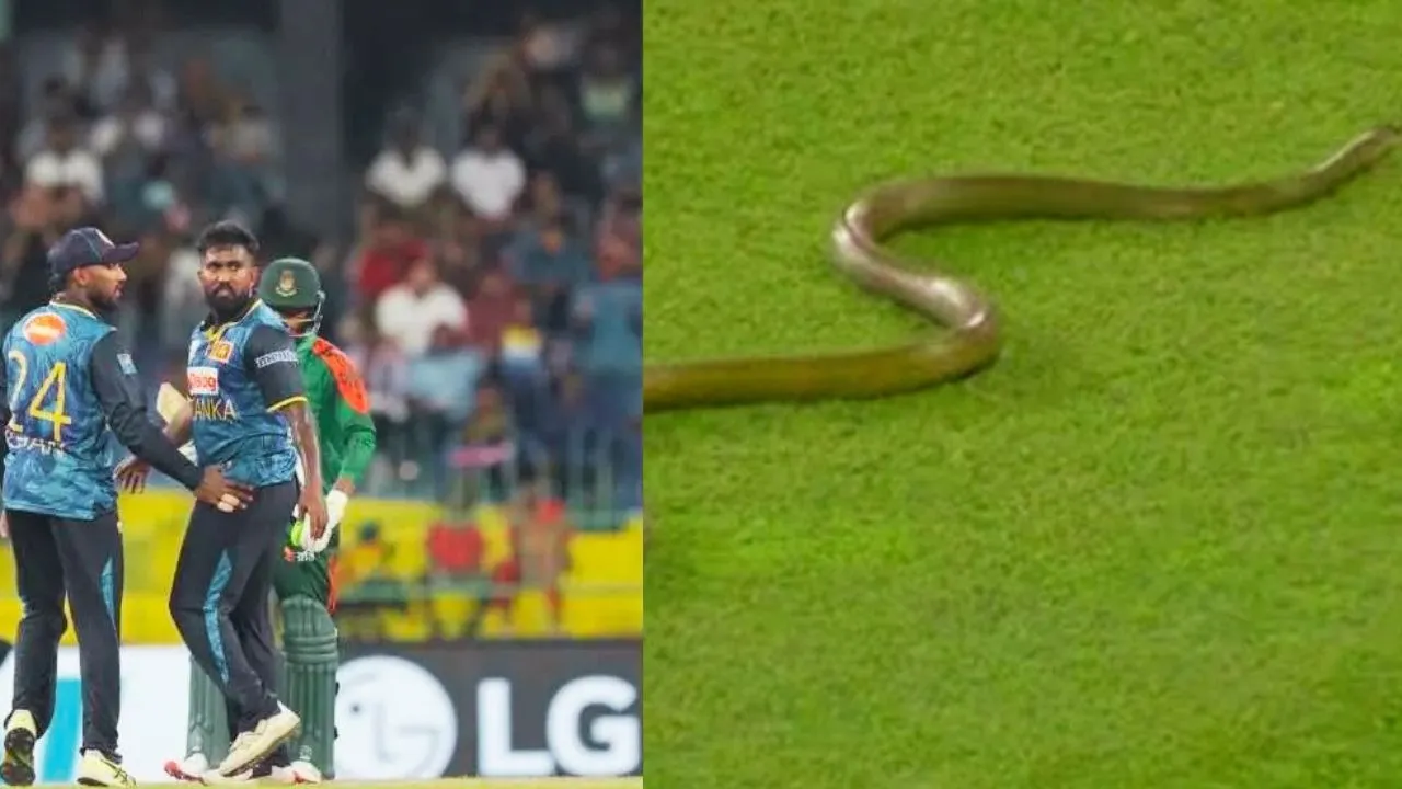 Snake Viral Video