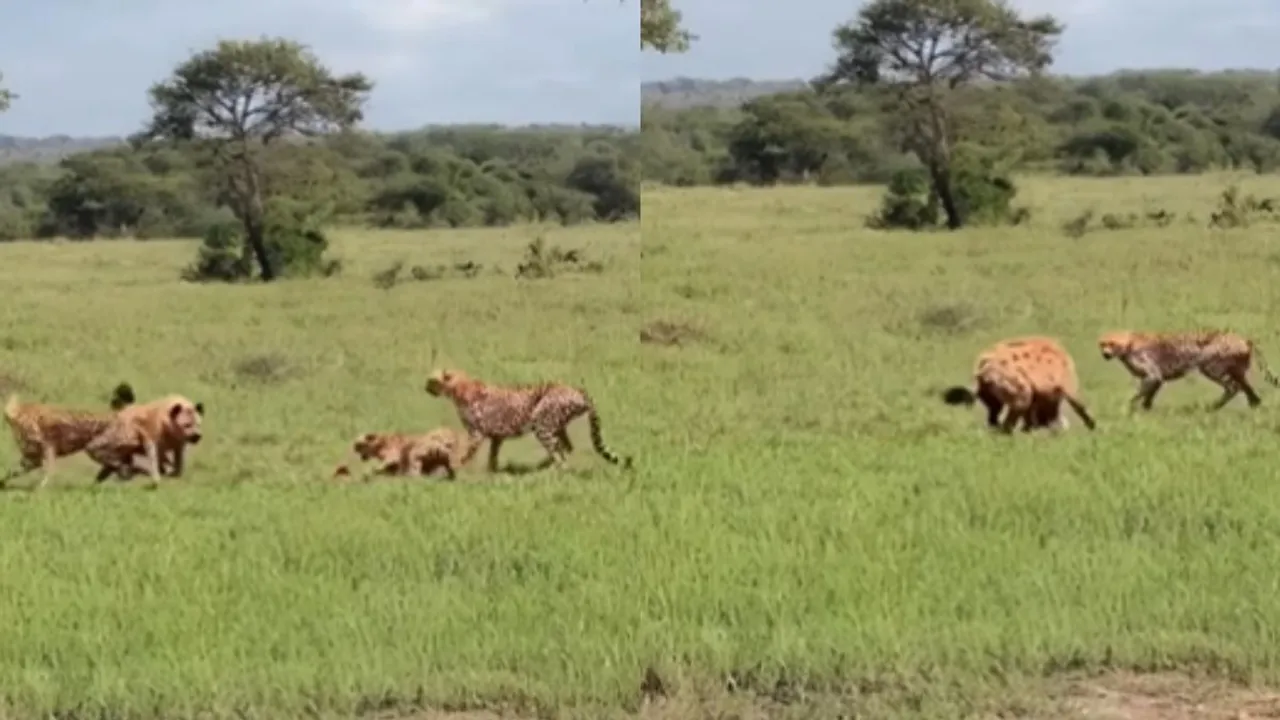 vIRAL VIDEO WILDLIFE NEWS
