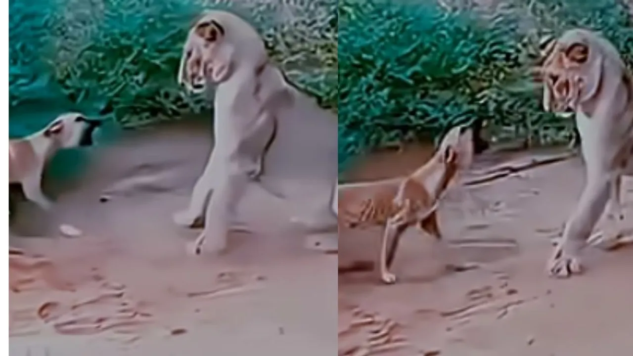 dog and lioness video on social media