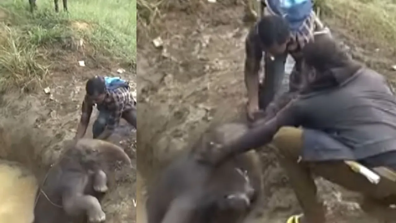 viral baby elephants