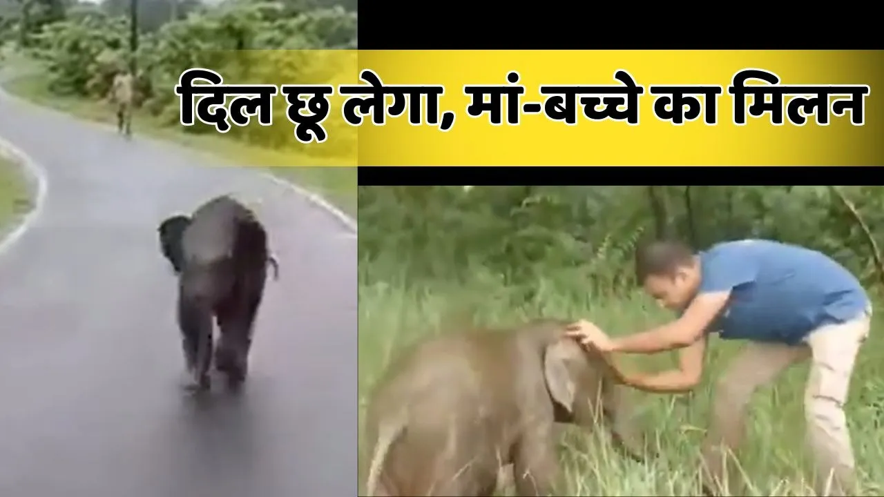 Baby Elephant Viral Video