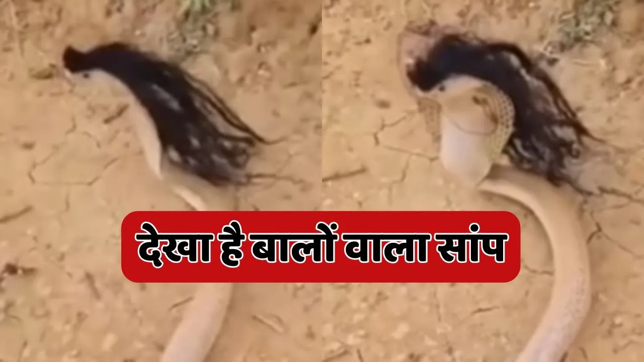Snake with Hair Viral Video