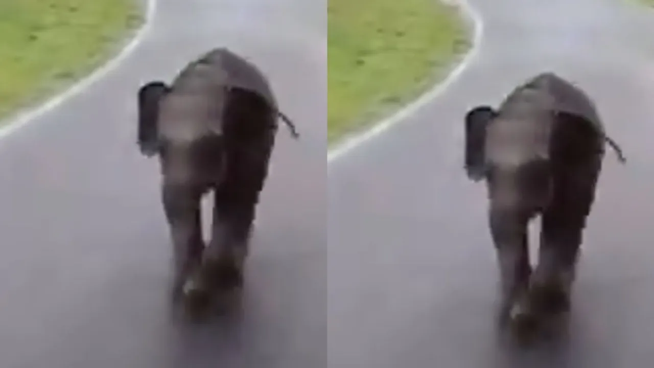 Viral video elephant baby