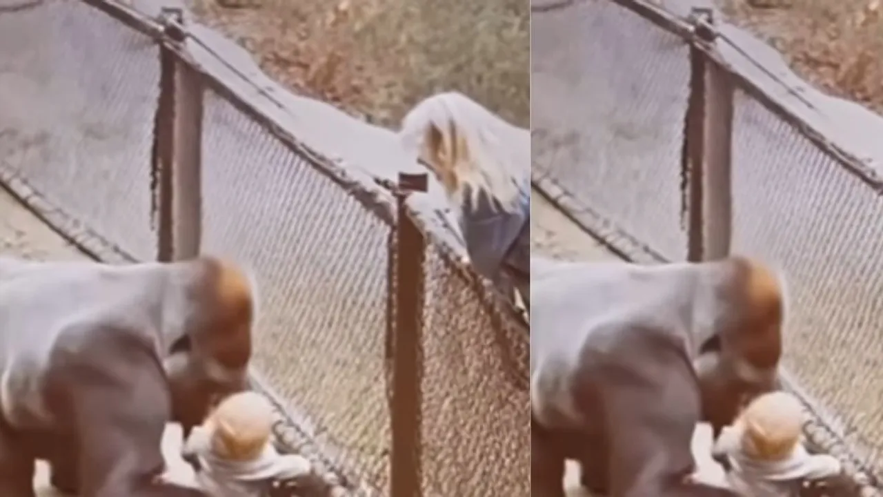 chimpanzee picked up the child  (1)
