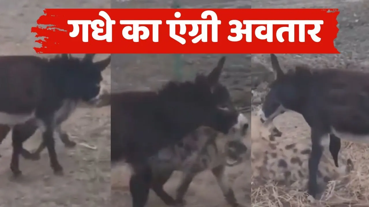 Donkey Engry on Hyna viral video