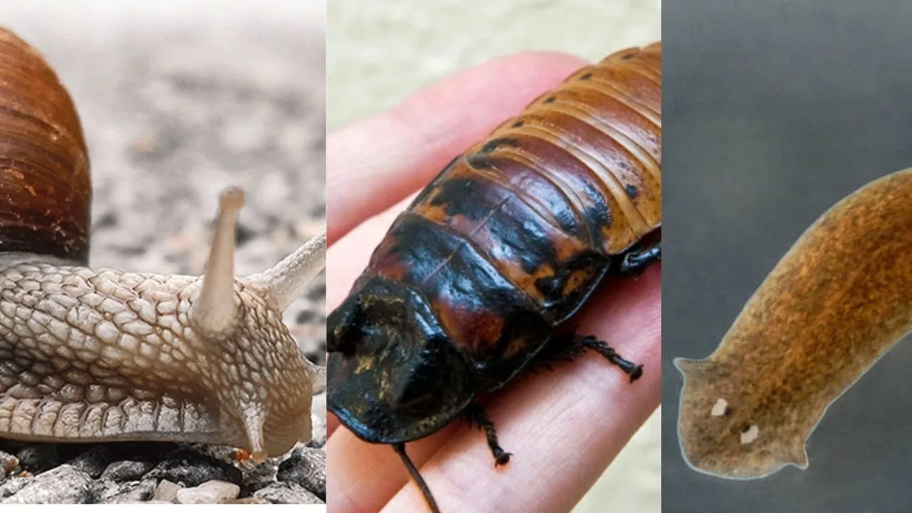 insects