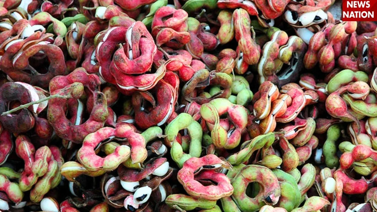 jungle jalebi