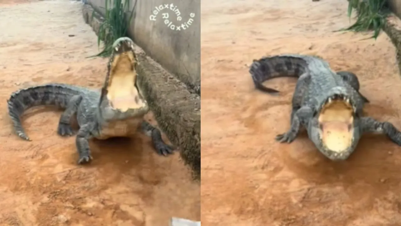 viral crocodile video beaten