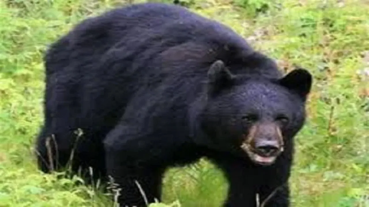 Bear Attack