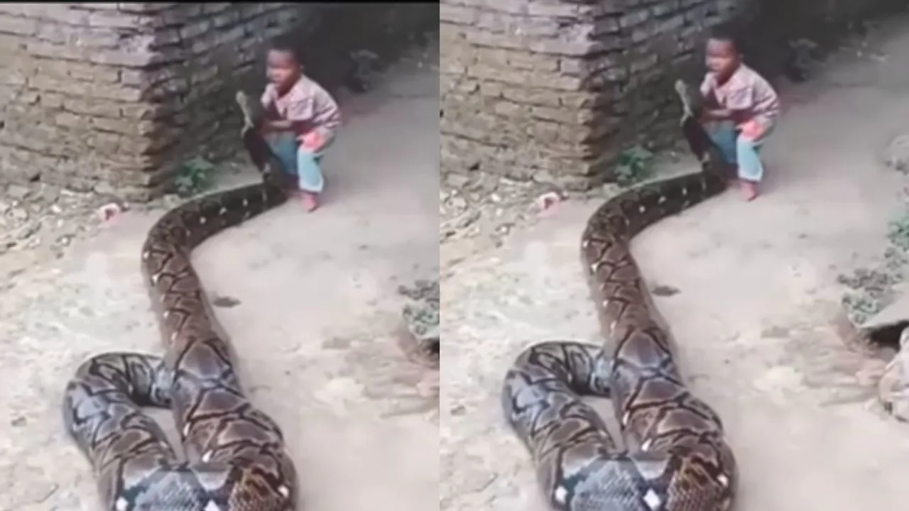 viral python video with kids