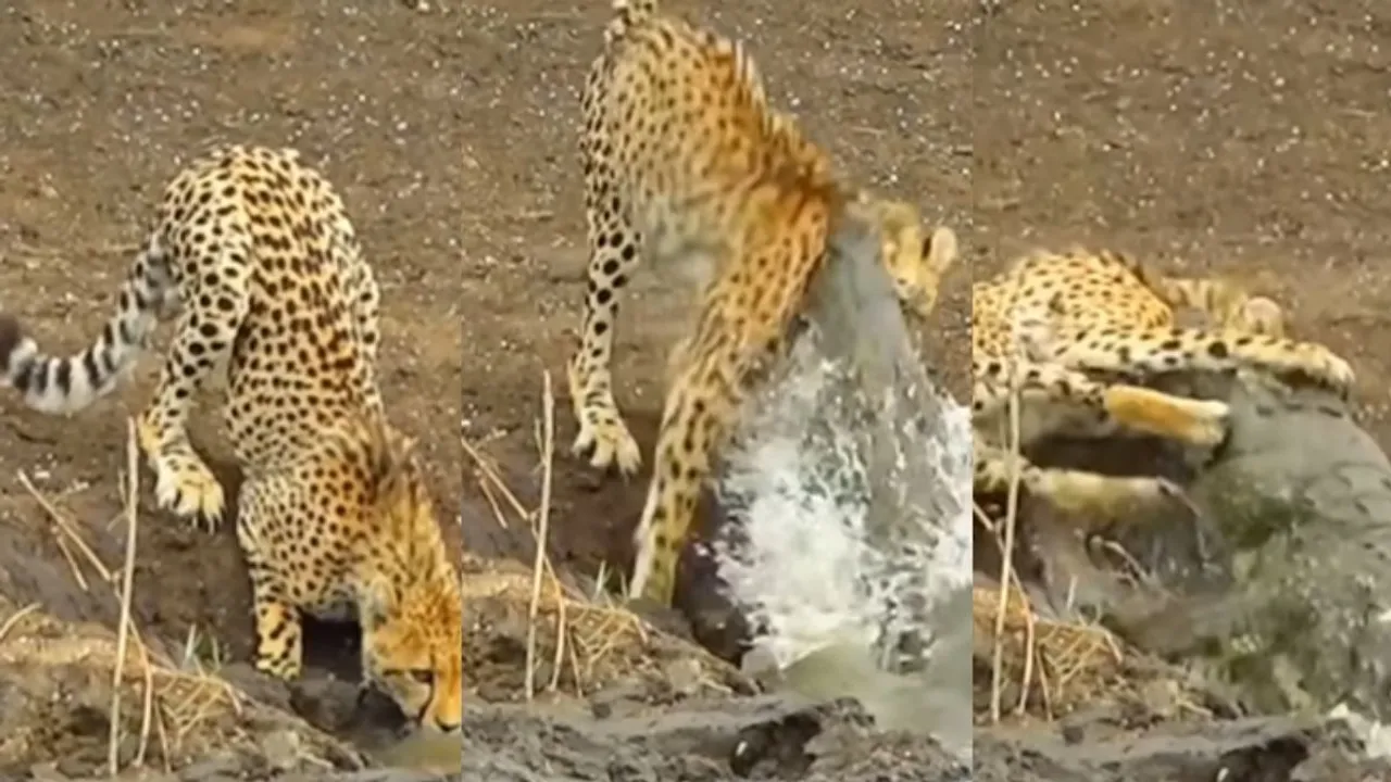 VIRAL VIDEO CROCODILE ATTACK ON CHEETAH