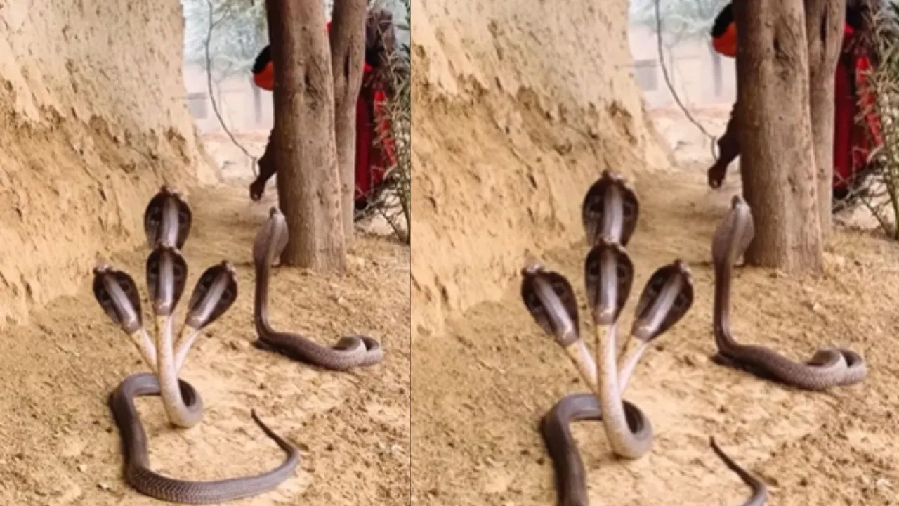 Four Headed Snake Video Viral