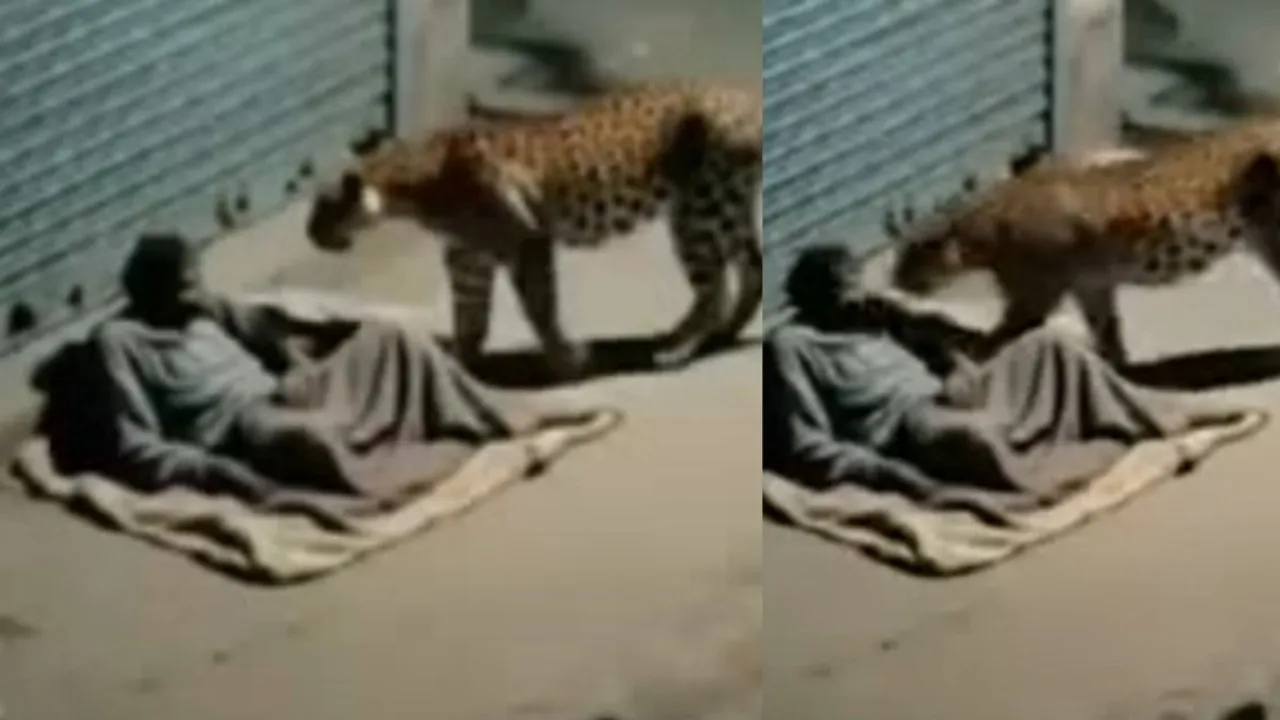 viral leopard attack on man