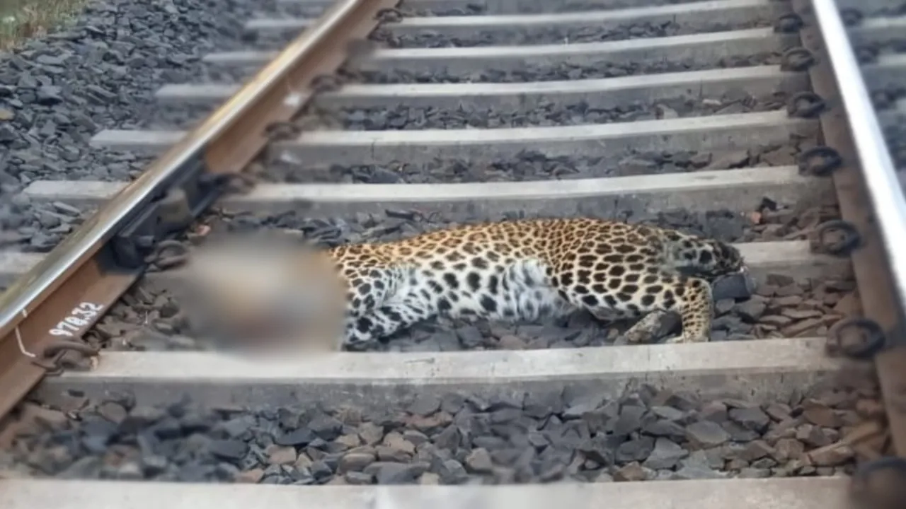Raisen Leopard Dead body found
