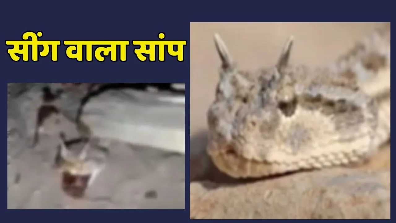 Snake Found With Horns viral
