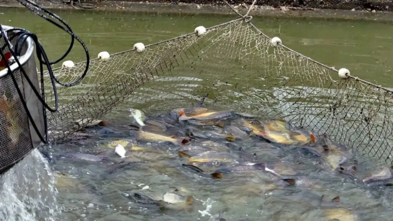 Bihar Fish Farming Training