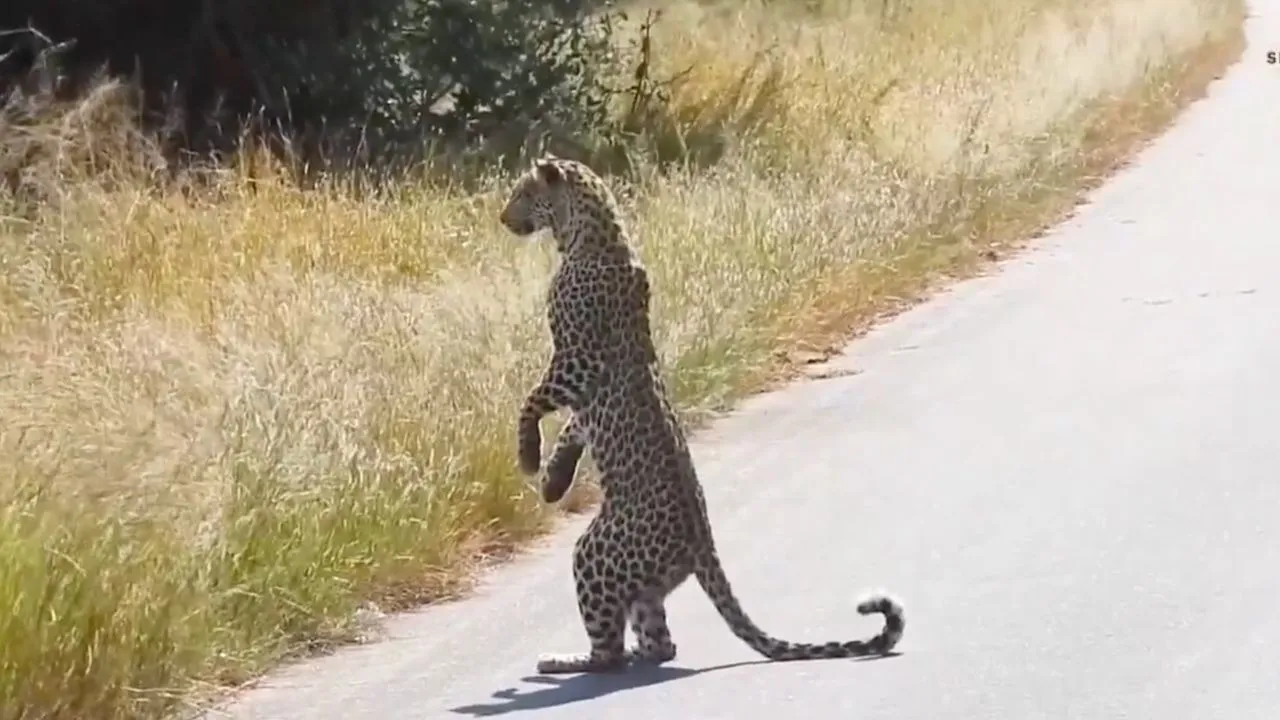 leopard video