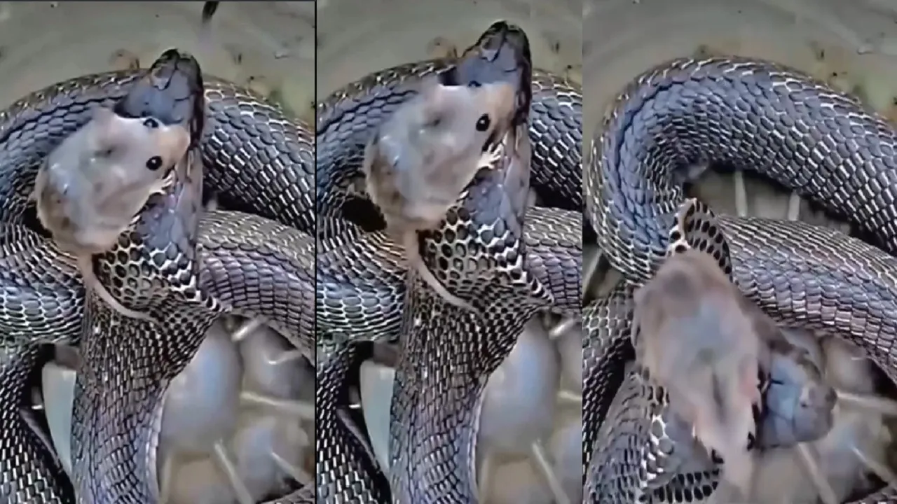 Viral VIDEO