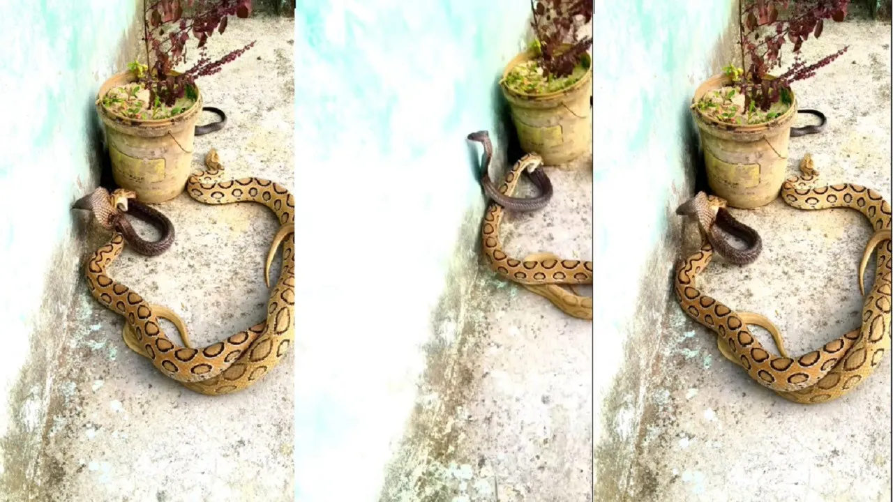 King Cobra vs Russell Viper