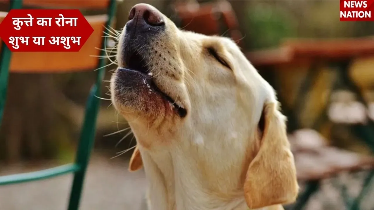 Dog Crying