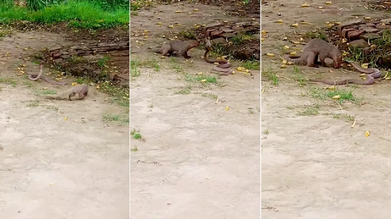 snake vs mongoose fight