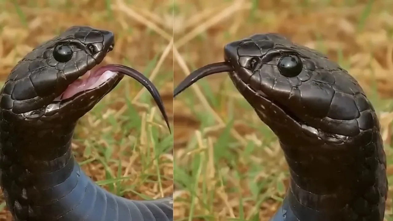 black mamba snakes video viral